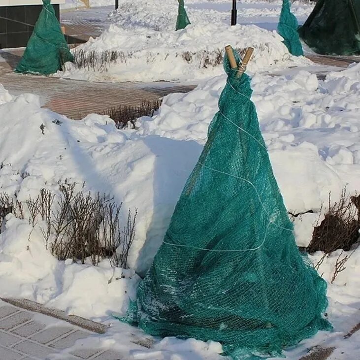 Укрытие растений на зиму. Укрытие туи смарагд. Укрытие растений на зиму. Укрытие растений на зиму. Укрытие роз лапником.