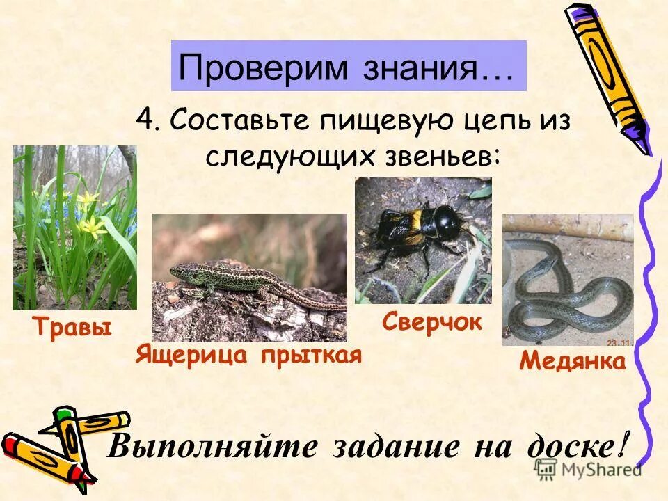 цепь питания черепахи. цепь питания с ящерицей. цепь питания насекомых. пищевая цепочка. пищевая цепь.