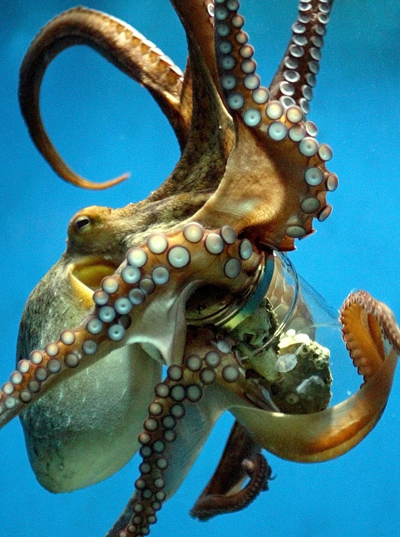 Что такое осьминог. Длиннощупальцевый Спрут. Осьминог. Осьминог Octopus vulgaris. Осьминог Джильберта.