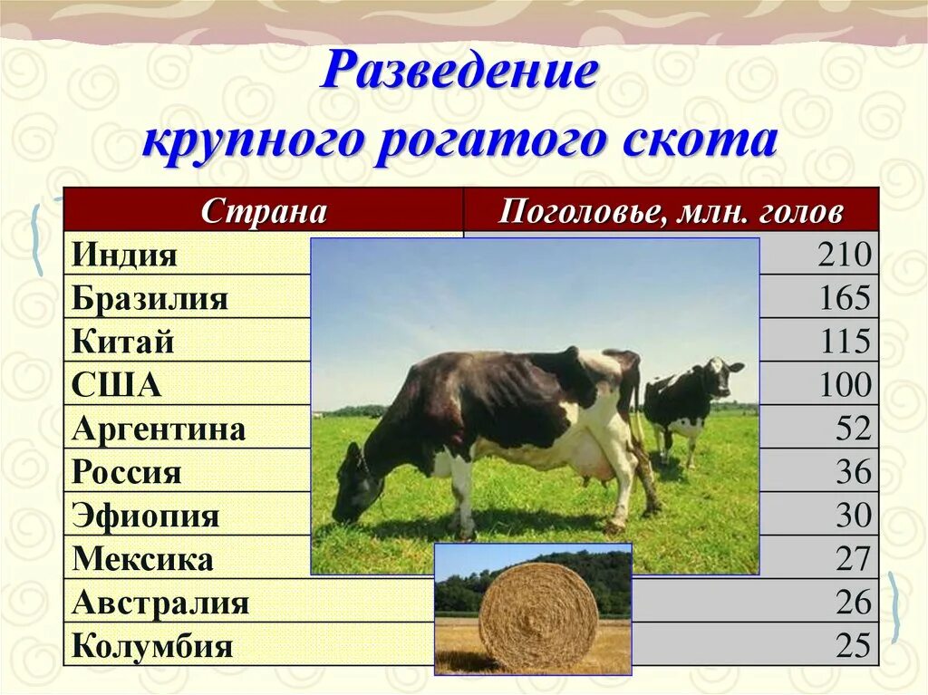 Страны по поголовью крупного рогатого. Разведение крупного рогатого скота. Крупный рогатый скот страны производители. 10 Крупнейших стран по выращиванию крупнорогатого скота. Страны Лидеры по разведению крупно рогатого скота.