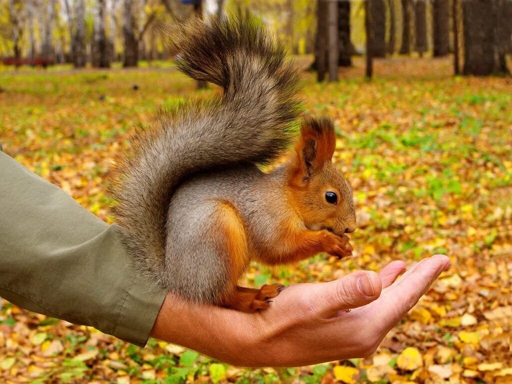 Каждому белку а и в соответствует. Описание белки. Лесные животные для детского сада. Доклад белка обыкновенная. Стихотворение про белочку.