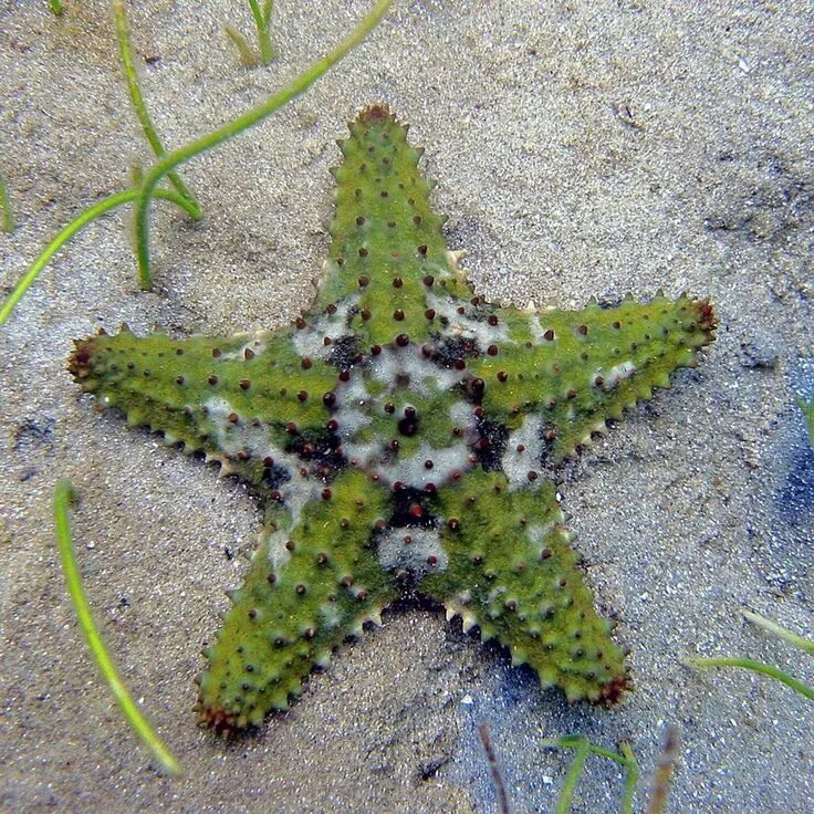 Морские звезды и морские Ежи. Морской еж и звезда. Морской еж. Огромная морская звезда.