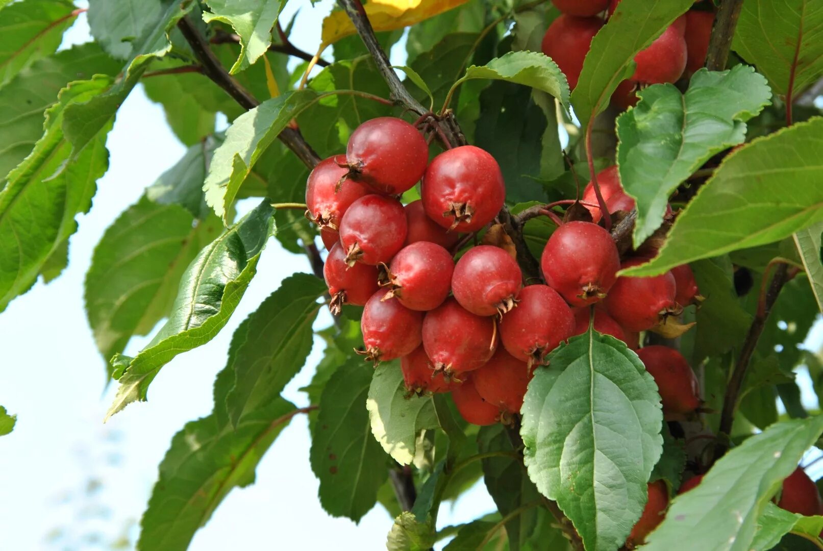 Яблоня "ред обелиск" (malus 'red obelisk'). Яблоня red obelisk. Ред обелиск. Яблоня декоративная red obelisk. Яблоня гибридная red obelisk.