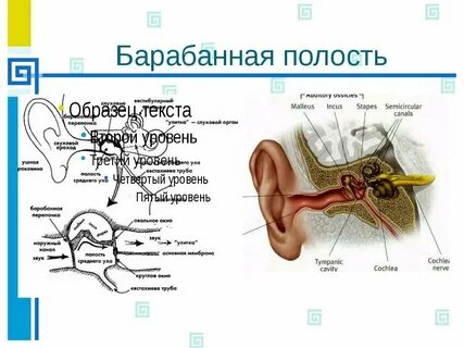 Барабанная полость рисунок