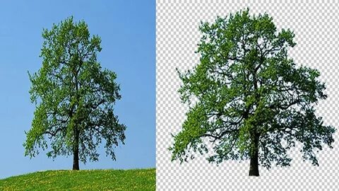 Out tree