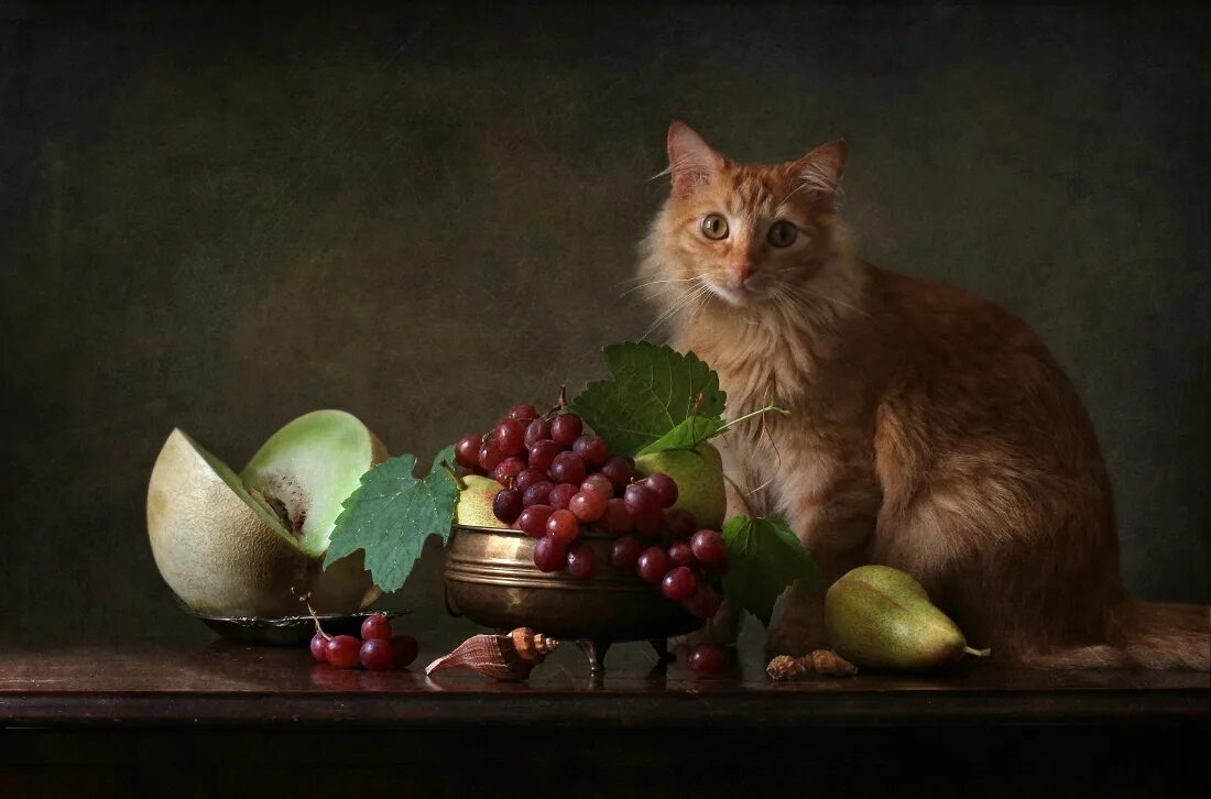 Коты ягоды