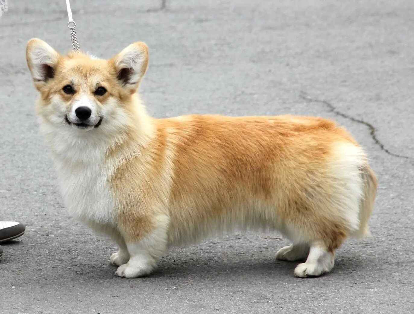 Щенки вельш корги пемброк. Вельш корги пемброк. Собака вельш корги пемброк. Собачка вельш корги пемброк. Порода вельш корги пемброк.