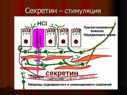 Секретин