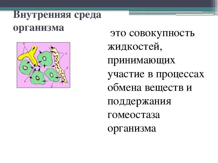 Превращение жидкостей внутренней среды организма. Схема состав внутренней среды организма. Схема превращения жидкостей внутренней среды организма человека. Презентация внутренняя среда организма 8 класс биология.