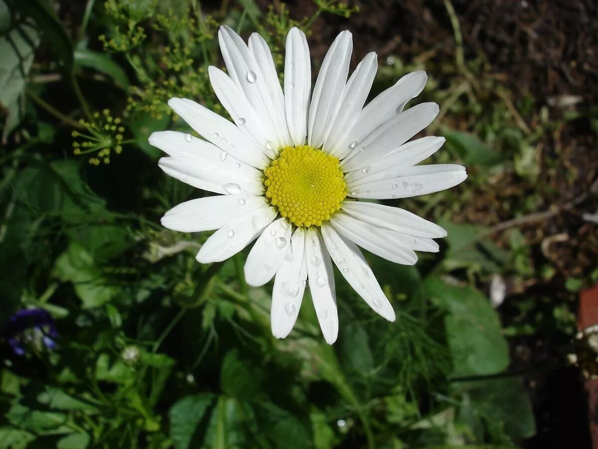 Ромашка крепит. Американская ромашка. американская ромашка цветок. цветок японская ромашка. американская ромашка фото.