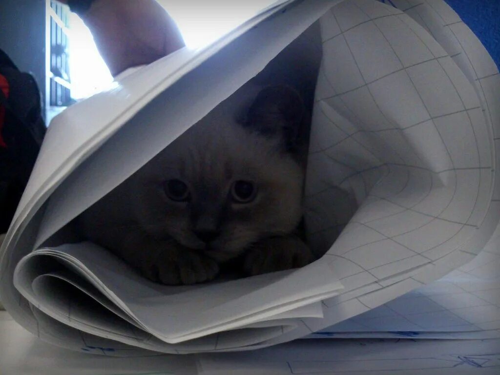 Почему кот прячется. Кот прячется. котенок прячется. котенок спрятался. кошка прячется фото.