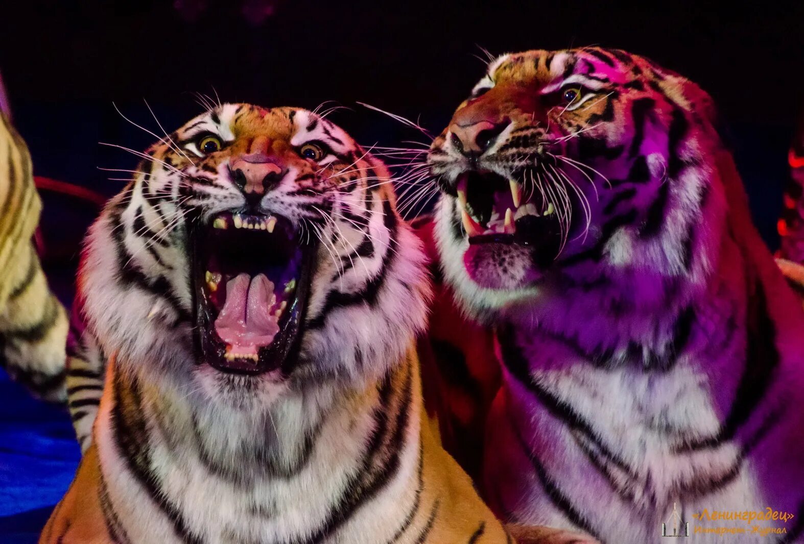 Цирк бенгальские тигры. Тигр в цирке. Цирк на Фонтанке тигры. Львы и тигры в цирке.