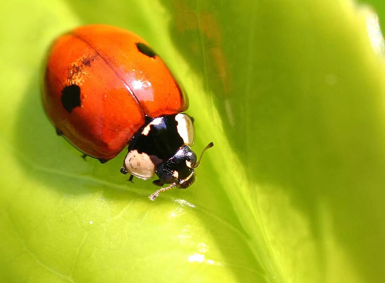 Похожая на божью коровку. Божьей коровки Adalia bipunctata. Коровка двухточечная (Adalia bipunctata). Божья коровка двухточечная черная. Двух тотечная бужья коровка.