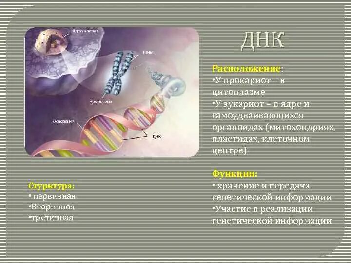 Нуклеиновые кислоты 10 кл