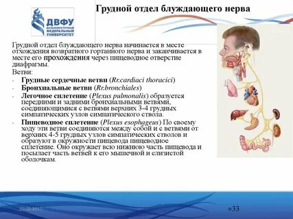 Блуждающий нерв относится к отделу нервной системы
