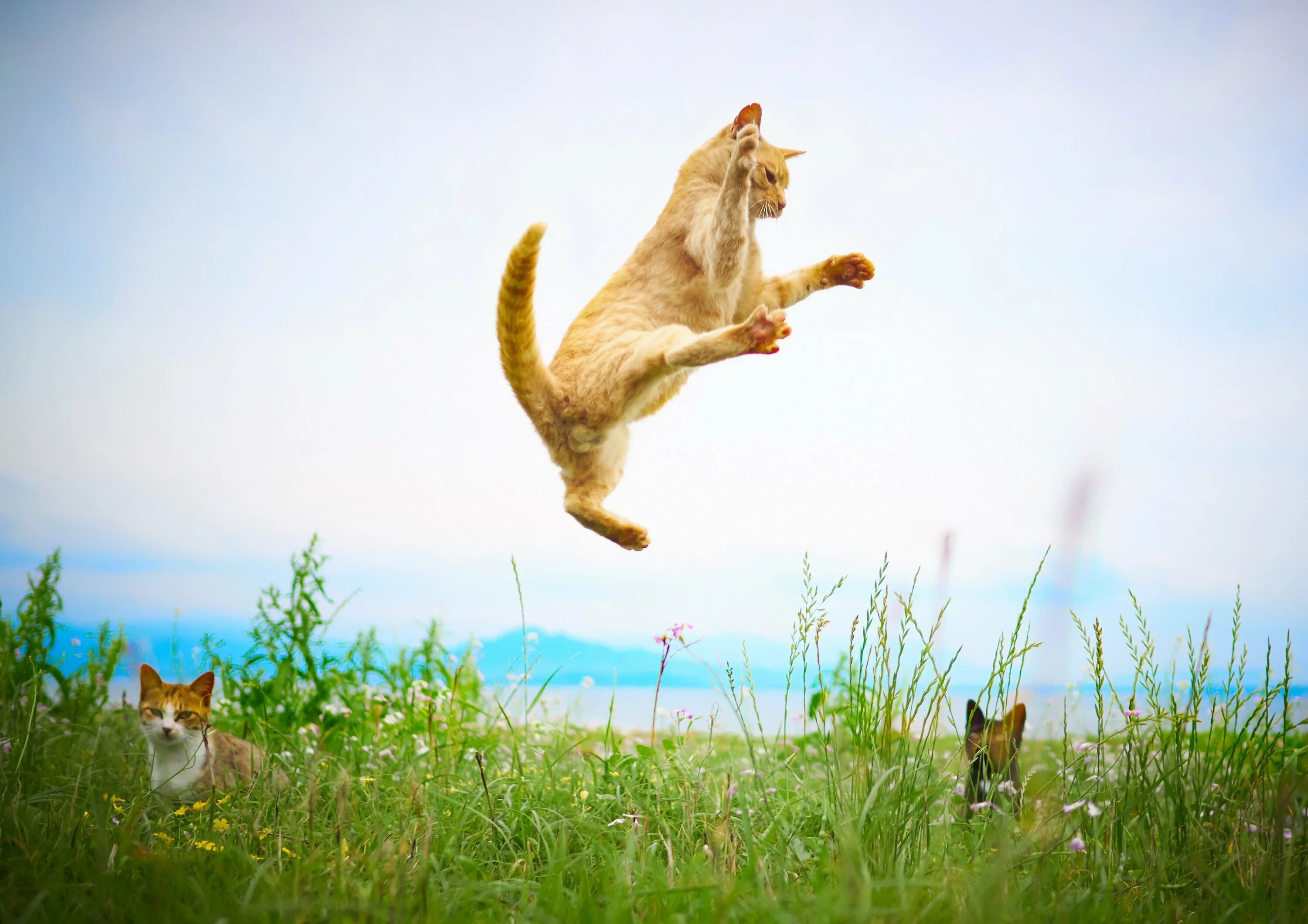 Кошка в прыжке. Котенок подпрыгивает. Летающий кот. Рыжий кот в прыжке.