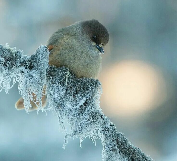 Природа снег птица. Птички на снегу. Замерзшие птицы. Замерзшая птица на ветке. Птица снежок.