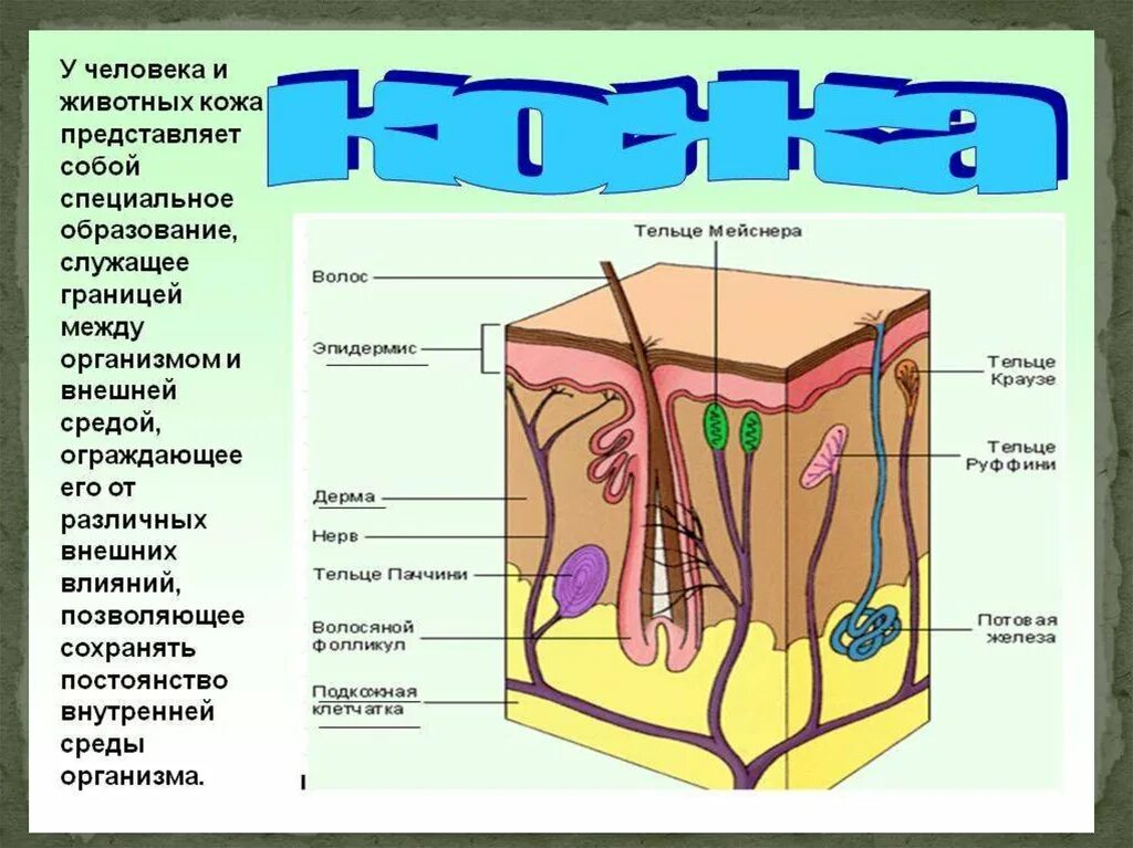 Кожа человека. Строение кожи. Строение кожи человека для детей. Строение кожи человека 4 класс.