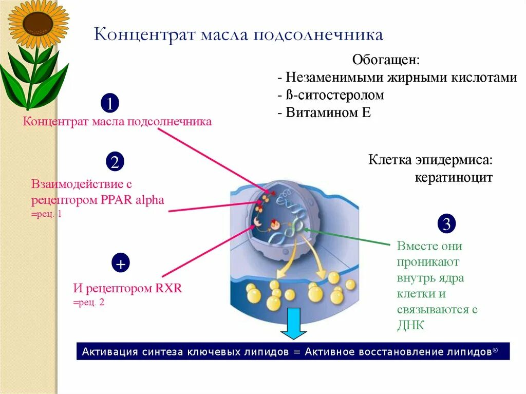 В клетках подсолнечника содержится. Клетки подсолнечника. поврежденные клетки подсолнечника. клетки подсолнечного масла. растительной клетки подсолнечника масло находится.
