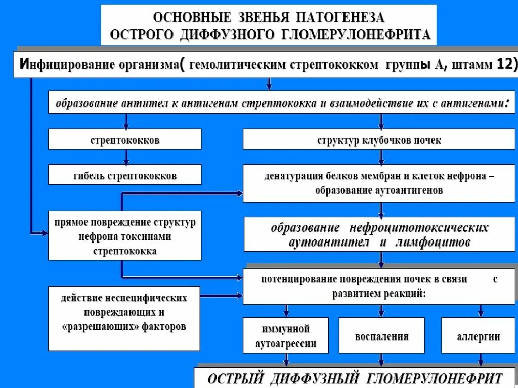 Патогенез хронического гломерулонефрита схема. Патогенез хронического гломерулонефрита кратко. Острый гломерулонефрит патогенез кратко. Острый и хронический гломерулонефрит механизм развития.