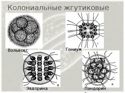 Колониальные жгутиковые примеры