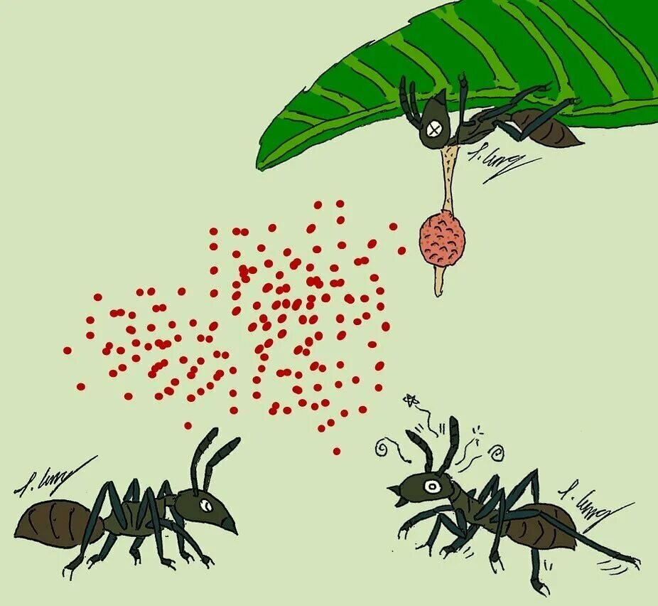 Кордицепс муравей зомби. Грибы паразиты насекомых кордицепс. Кордицепс однобокий паразитические грибы. Кордицепс насекомые зомби. Муравьев заболела