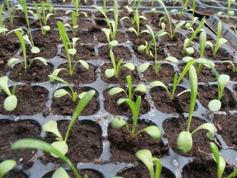 Когда сажать гацанию на рассаду. Пикировка гацании. Когда сажать гацанию на рассаду. Гацания пикировка. Гацания и петуния.