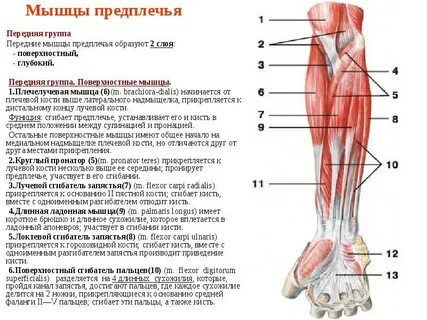 Работа мышц предплечья
