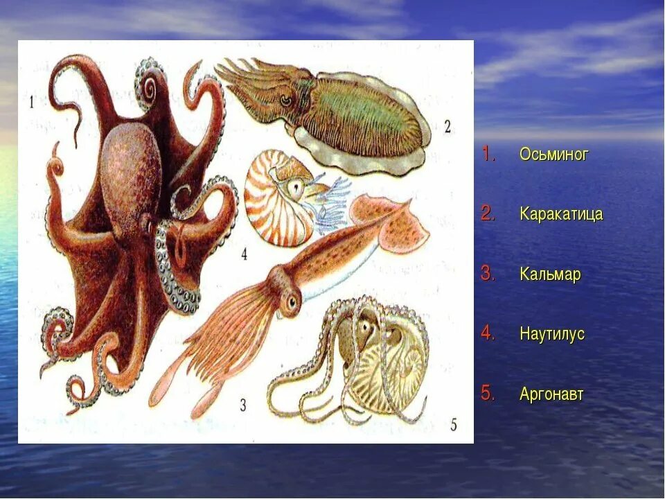 Головоногие моллюски кальмар. Кальмар осьминог каракатица. Тип моллюски головоногие представители. Класс головоногие осьминог. Каракатица и кальмар