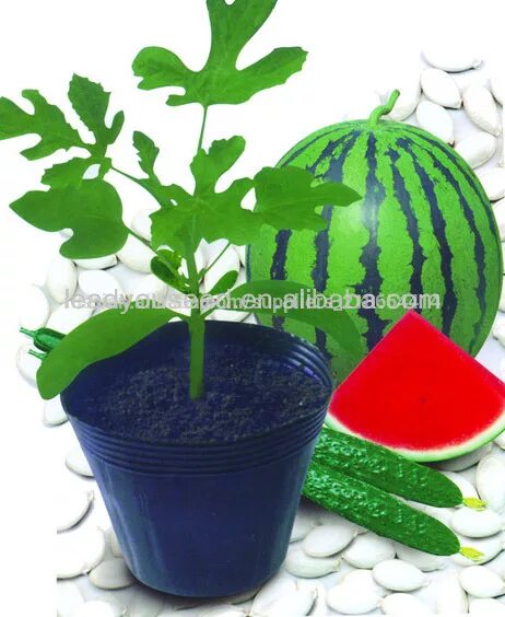 подвой для дыни арбуза. арбуз пекинская радость крестьянская. подвой для арбуза. подвой для дыни и арбуза. прививка огурца на тыкву в расщеп.