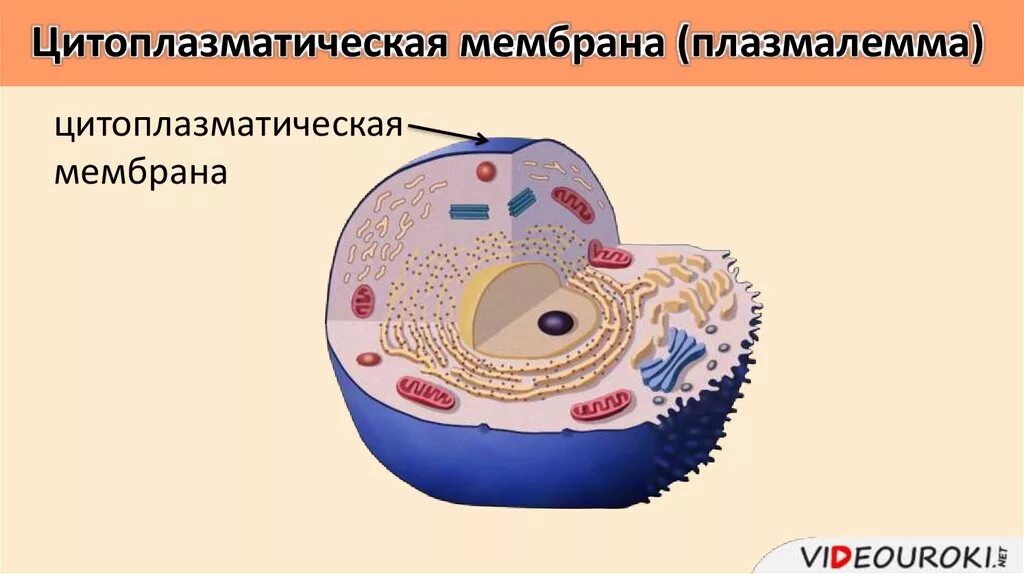 На каком рисунке изображена цитоплазматическая мембрана. Цитоплазматическая мембрана. строение цитоплазматической мембраны. &quot;клетка. её строение, состав и жизнедеятельность&quot;. электронная мембрана.