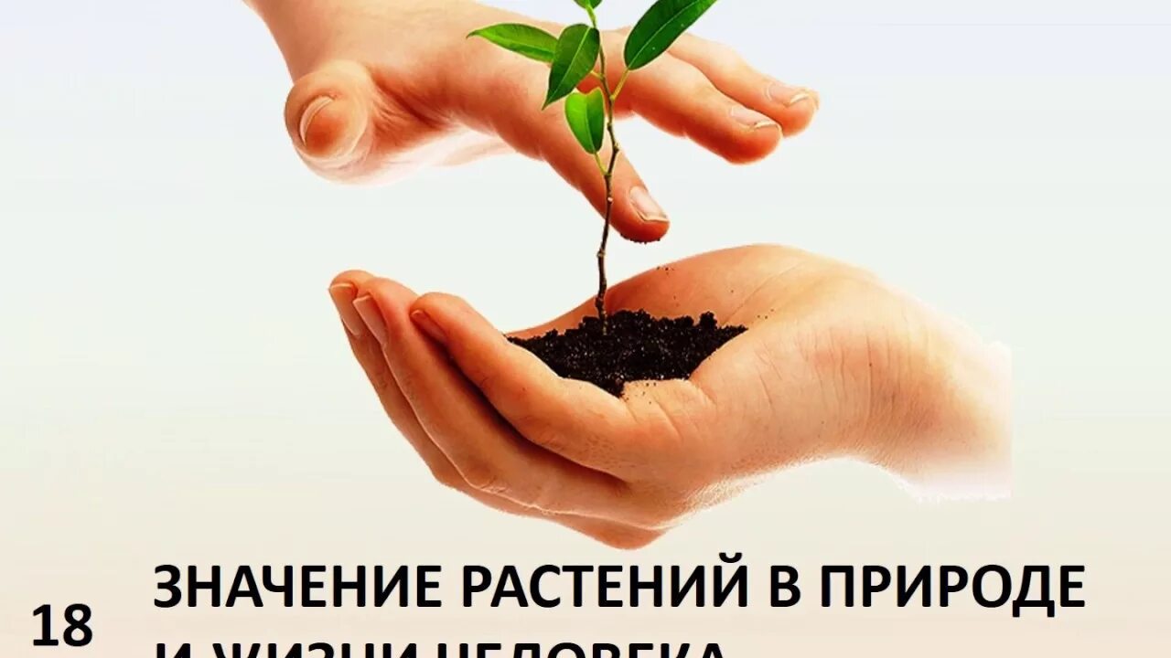 Биология 5 класс значение растений в природе. Растения в жизни человека. Роль растений в природе и жизни человека. Растения в экономике. Важность растений в жизни человека.