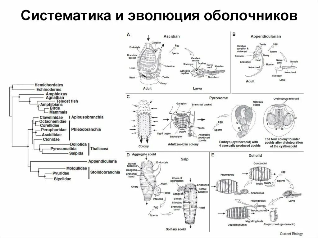 Эволюция систематических групп. Подтип оболочники классификация. систематика подтипа оболочники. систематика и эволюция. развитие систематика.