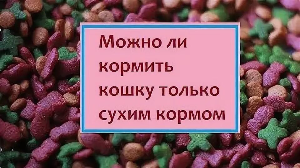 Можно ли смешивать сухой и влажный корм. Можно ли кормить кошку только сухим кормом. Можно ли кушать кошкам сухой и влажный корм?.