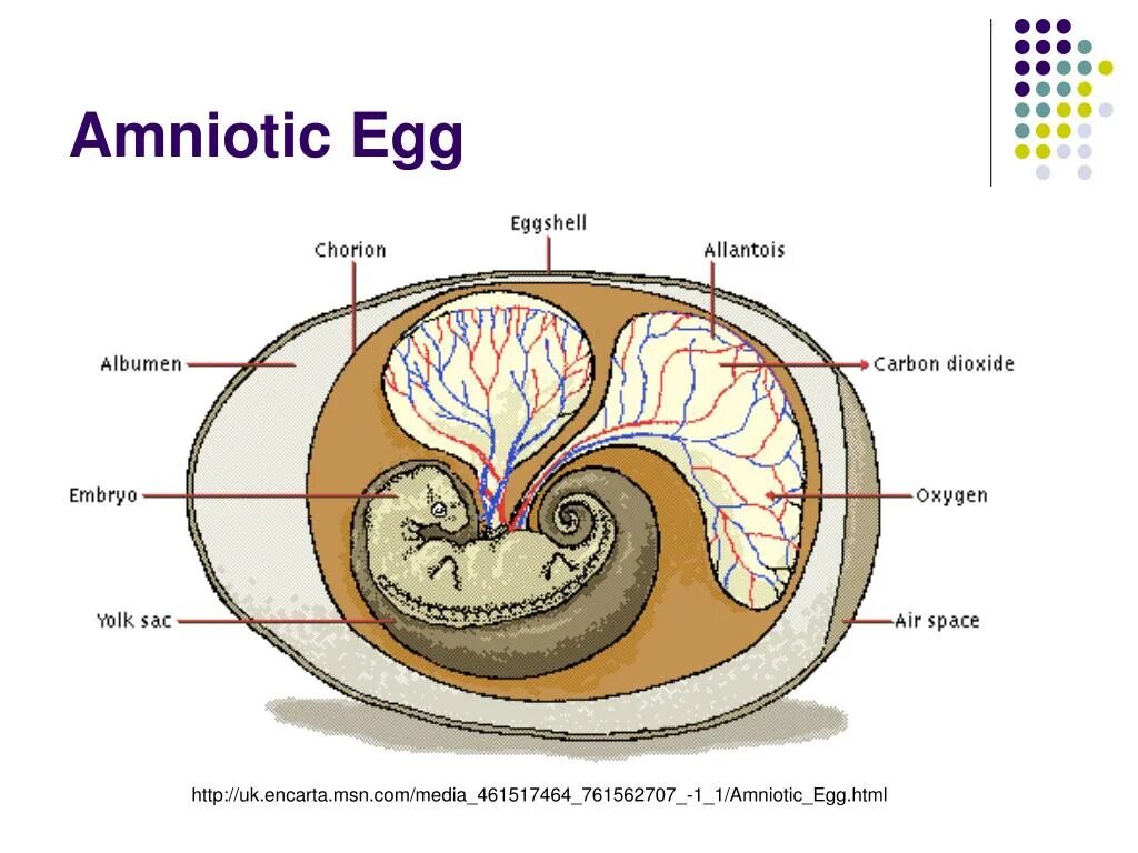 Строение яйца аллантоис. Амнион хорион аллантоис. Амнион хорион аллантоис рептилий. Аллантоис строение.