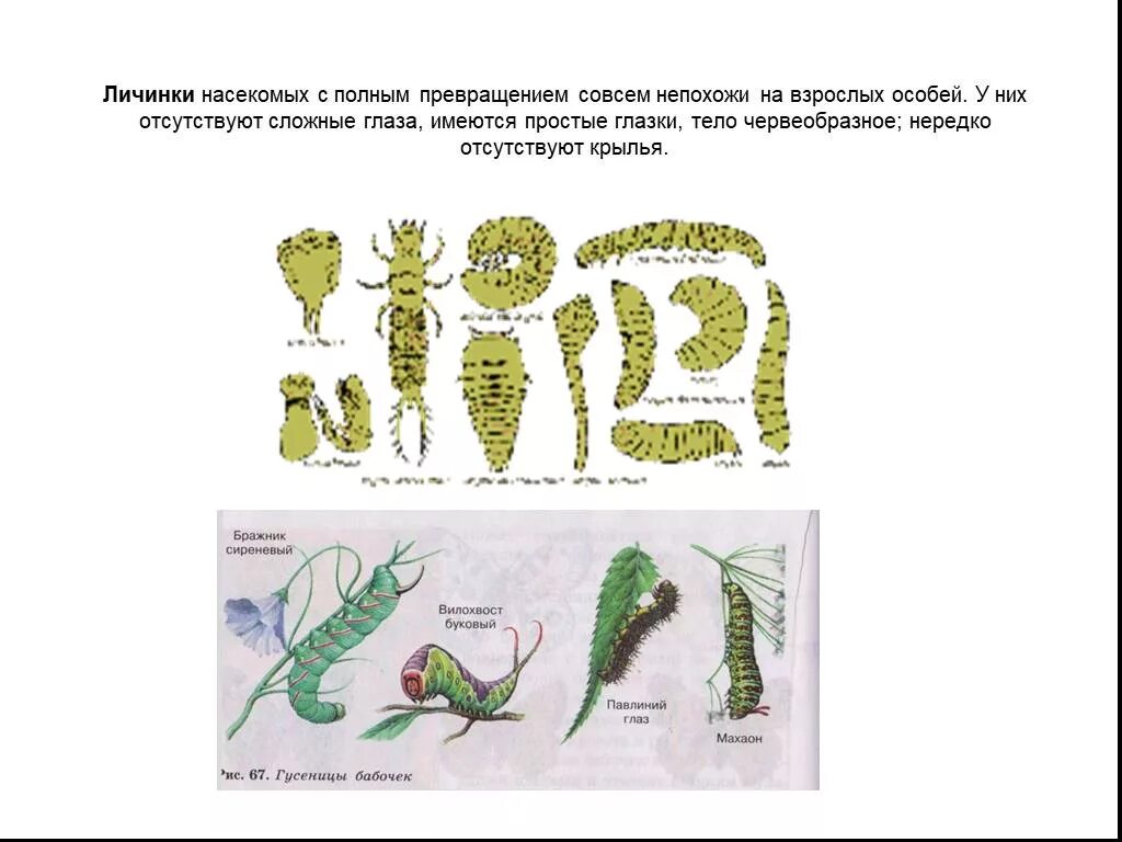 Личинка похожа на взрослую особь. Личинки и взрослые особи насекомых. Личинки с полным превращением. Насекомые с полным превращением. Типы личинок насекомых с полным превращением.