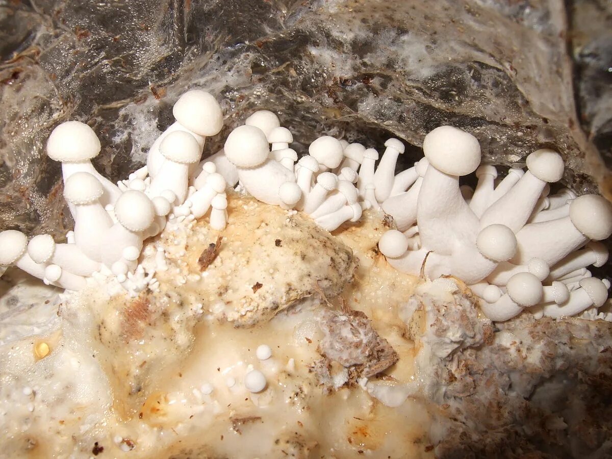 Christian Mushroom Trees