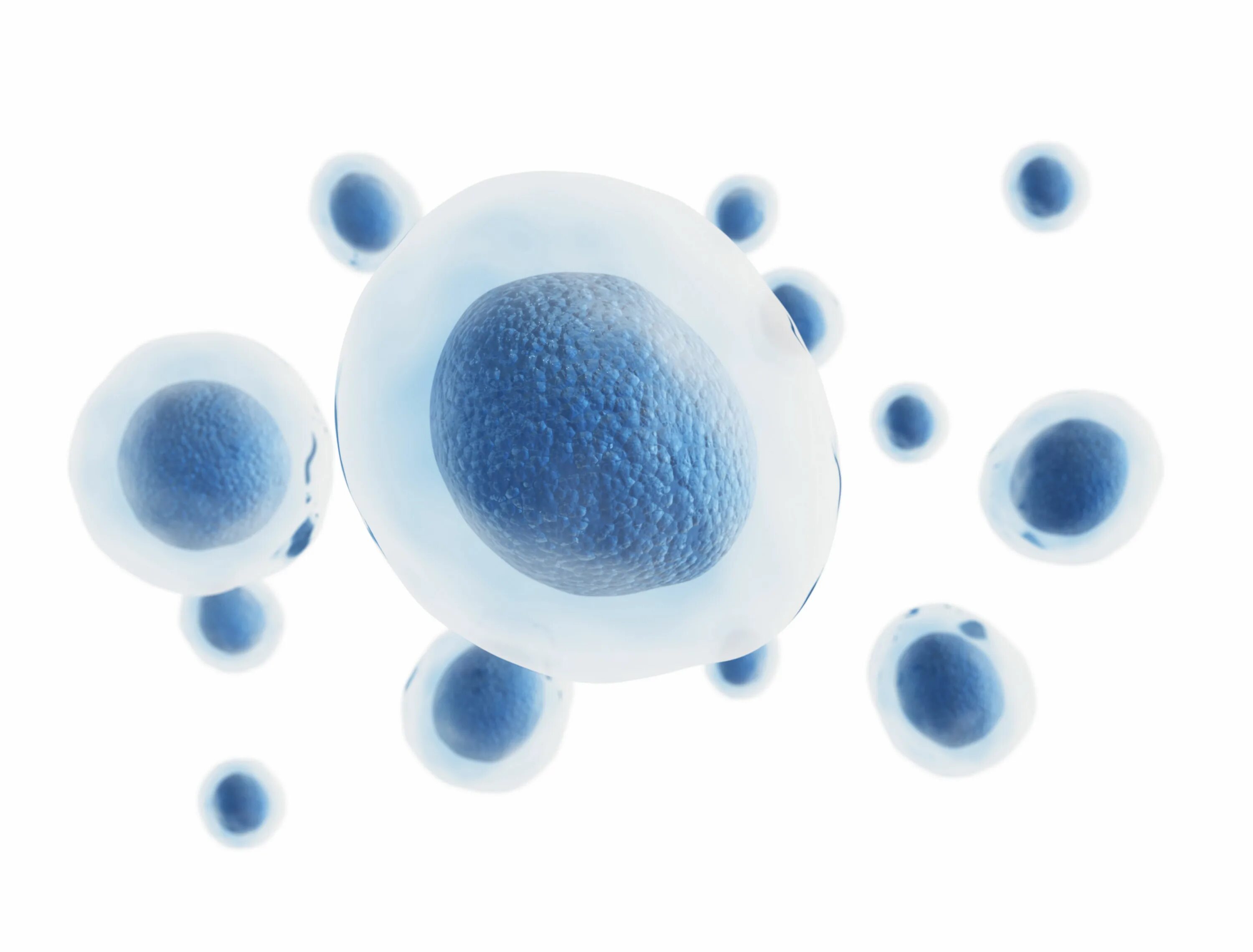 Autologous cell