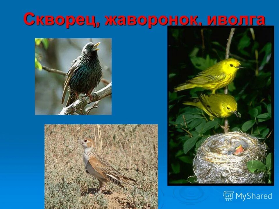 скворцы жаворонки. скворцы жаворонки. скворцы жаворонки. скворец зяблик трясогузка. туркестанский скворец.