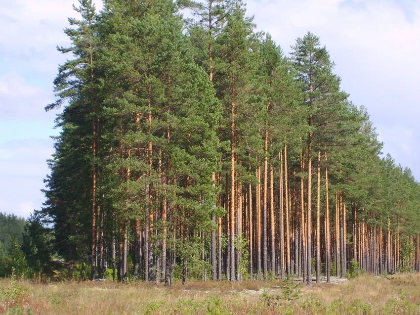 Хвойный район. Лес Новгородской области. Хвойный лес Хвойнинского района. Хвойные леса Новгородской области. Сосновые леса Хвойнинского района Новгородской области.