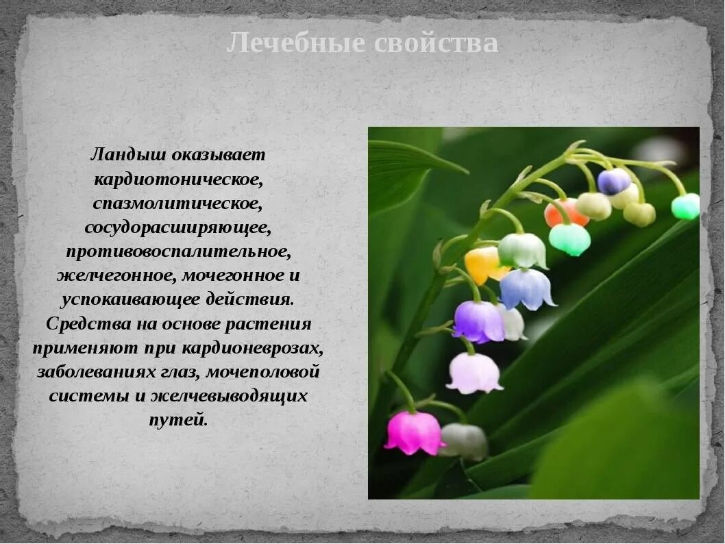 Сообщение второй класс. Факты о майском ландыше. рассказать о ландыше. сообщение о ландыше.