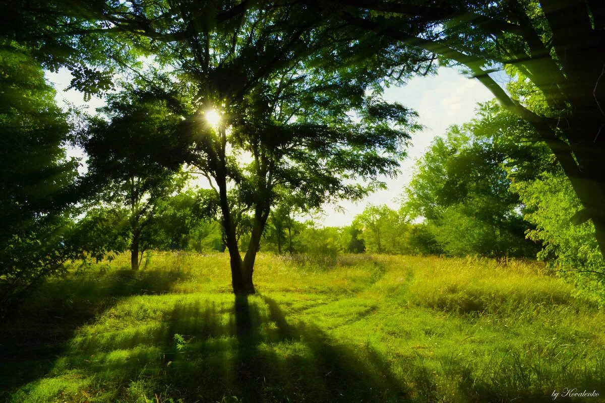 В лесу на солнечной полянке. Летний лес. Утро в лесу. "Солнце в лесу". Летом в лесу.