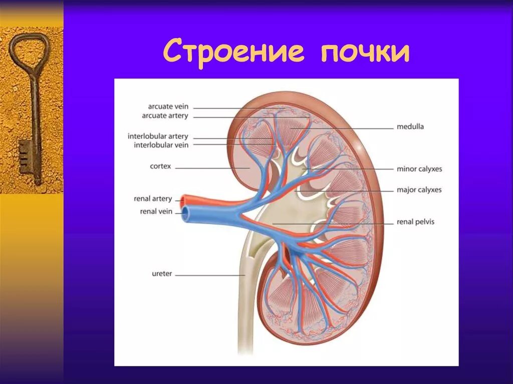 Строение почки патофизиология. Строение почки просто. Почка строение анатомия. Анатомическое строение почки человека.