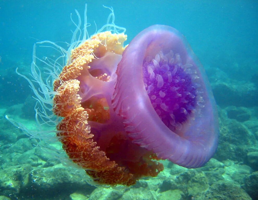 медузы индийского океана. медузы индийского океана. голландский кораблик медуза. медузы индийского океана. медуза цефея.