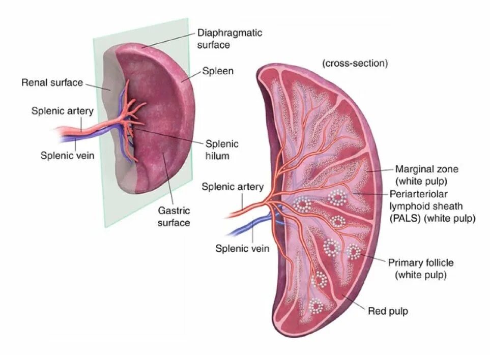Строение селезенки анатомия. Селезенка анатомия топография. Spleen анатомия. Ворота селезенки анатомия. Селезенка картинка