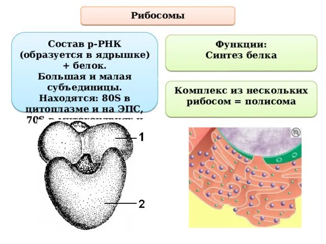 Рибосома процесс впр. Рибосомы синтезируют белок. Рибосомы функции. Рибосомы на ЭПС. Рибосомы строение и функции таблица.