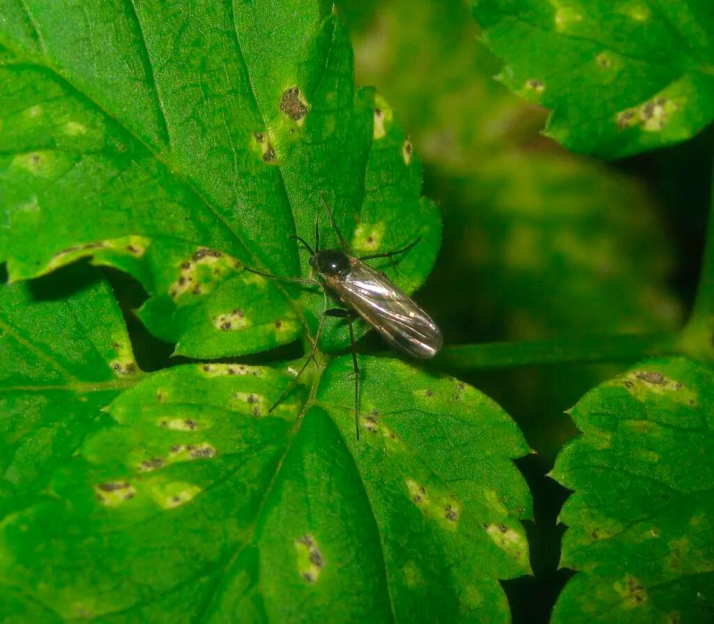 Грибной комарик на комнатных растениях. Сциариды мошки. Комарики в комнатных цветах. Комарики в комнатных цветах. Цветочные мушки сциариды.