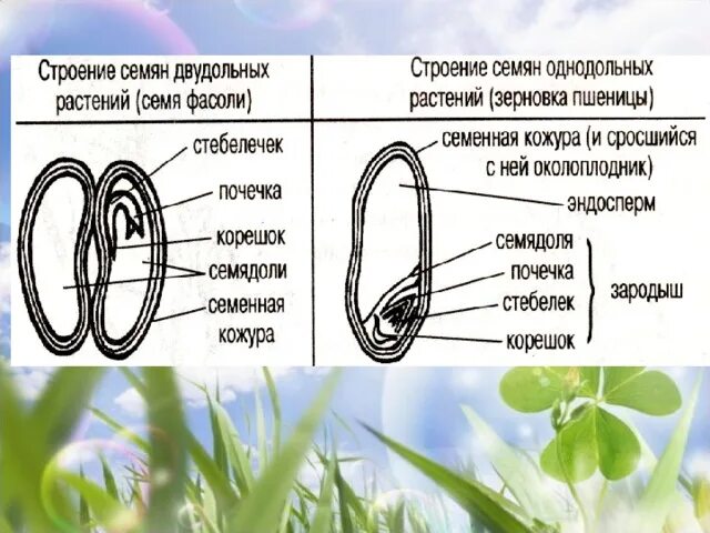 Семядоли это первые вегетативные почки зародыша. Семенная кожура семядоли. Строение семян презентация. Строение семени. Строение семени однодольных и двудольных.