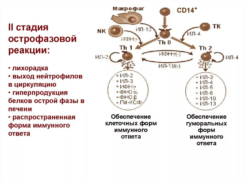 Обеспечивают иммунные реакции. Схема воспалительного иммунного ответа. Специфический иммунный ответ схема. Нейтрофилы в иммунном ответе. Формы иммунного ответа. Гуморальный иммунный ответ..