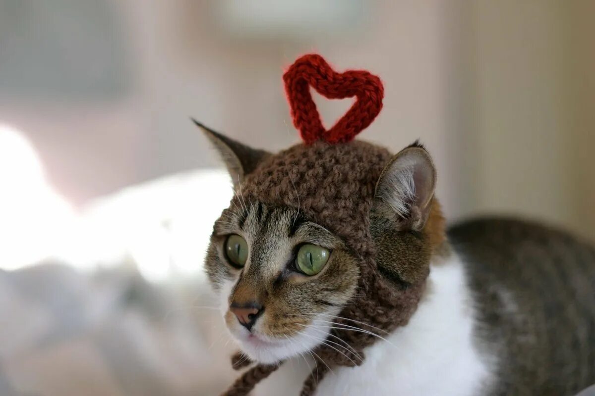 Сердечные коты